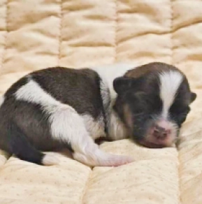 Havanese puppy for sale