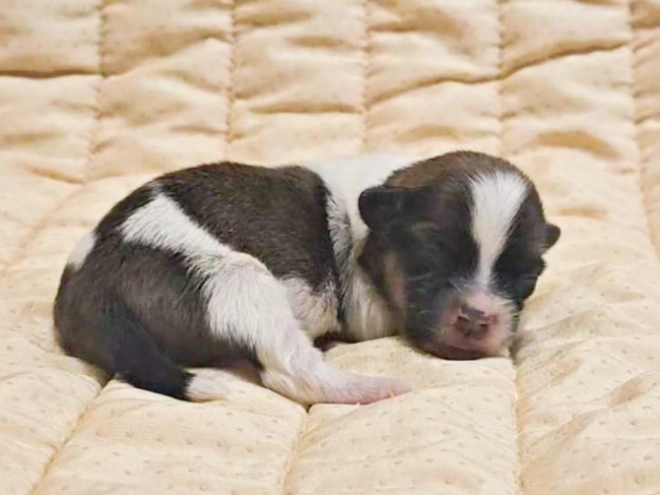 Havanese puppy for sale