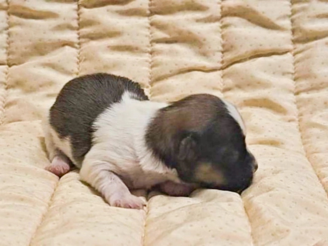 Havanese puppy for sale