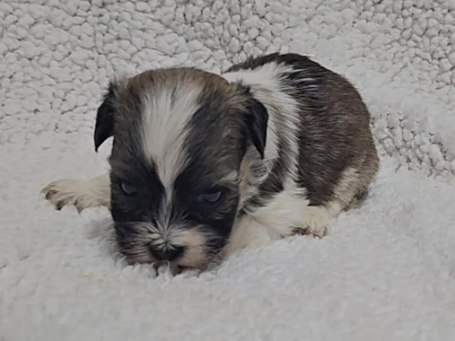 Havanese puppy for sale