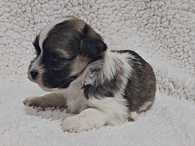 Havanese puppy for sale