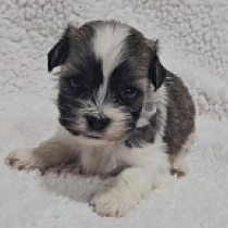 Pirate, sable and white Havanese for sale