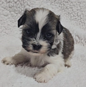 Havanese puppy for sale