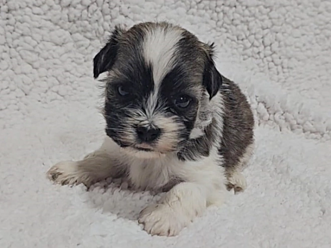 Havanese puppy for sale