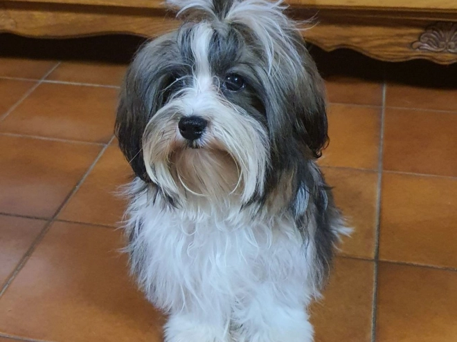 Havanese puppy for sale