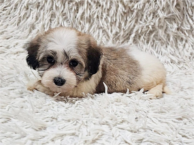 Havanese puppy for sale