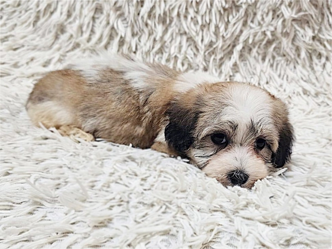 Havanese puppy for sale