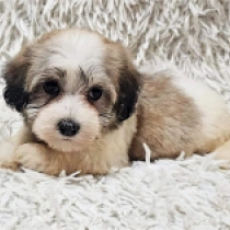 Maggie, sable Havanese for sale