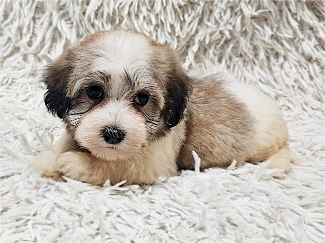 Havanese puppy for sale