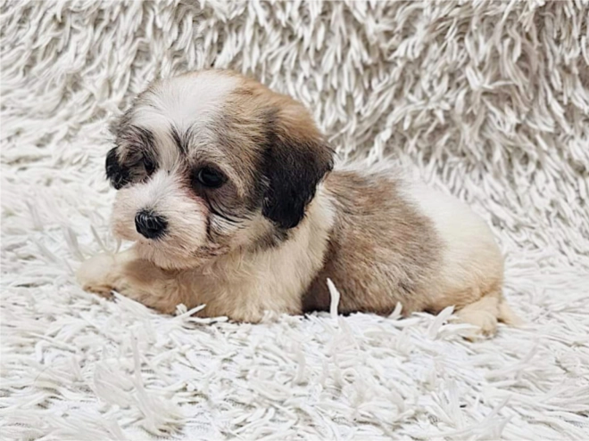 Havanese puppy for sale