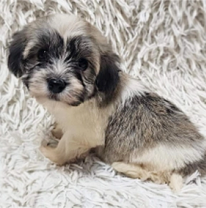 Havanese puppy for sale