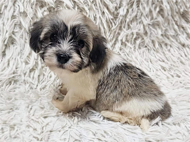 Havanese puppy for sale