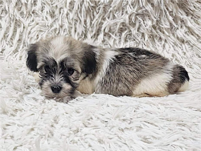 Havanese puppy for sale