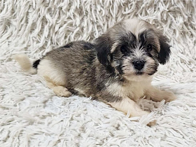 Havanese puppy for sale