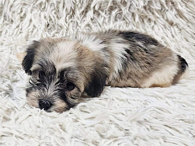 Havanese puppy for sale