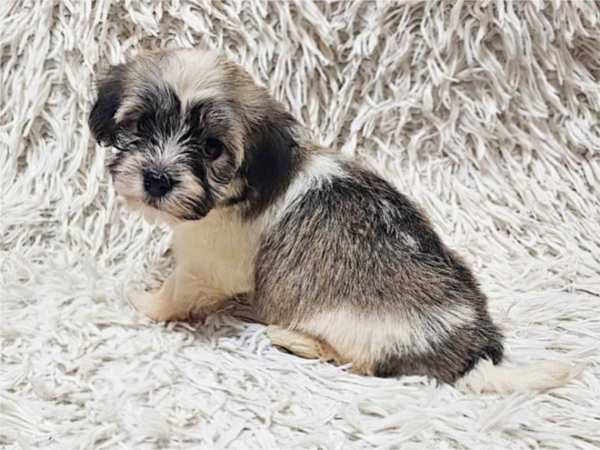 Havanese puppy for sale