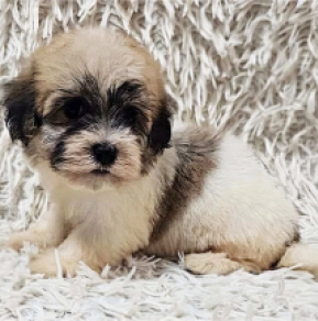 Havanese puppy for sale