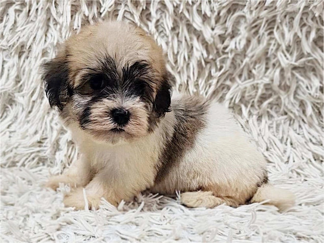 Havanese puppy for sale