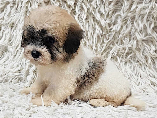 Havanese puppy for sale
