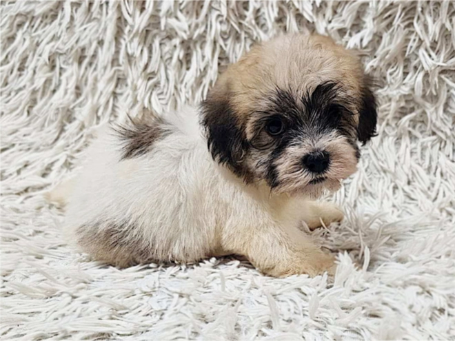 Havanese puppy for sale