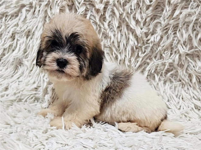Havanese puppy for sale
