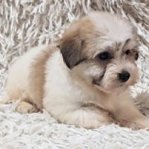 Matt, sable Havanese for sale