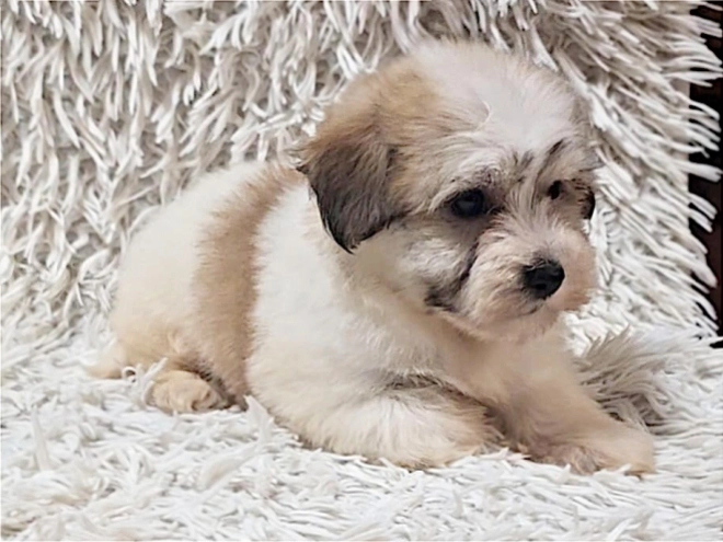 Havanese puppy for sale