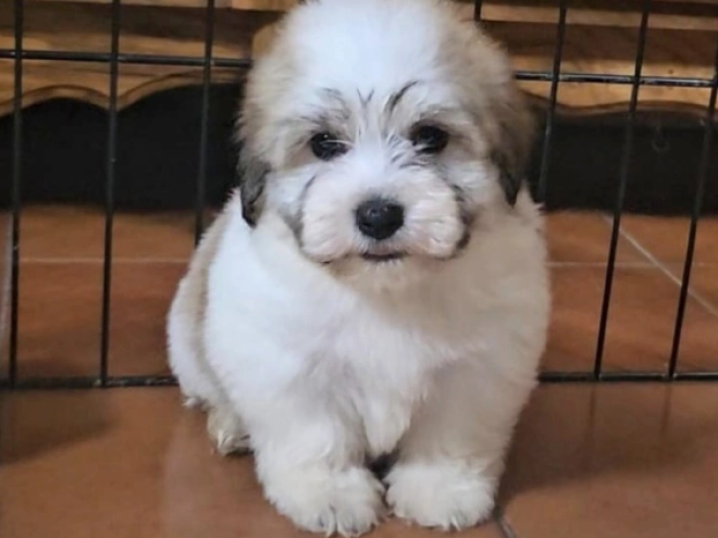 Havanese puppy for sale