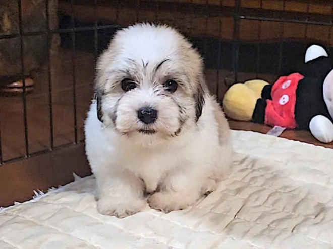 Havanese puppy for sale