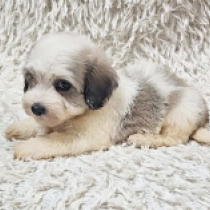 Monty, sable Havanese for sale