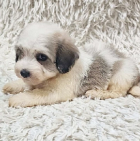 Havanese puppy for sale
