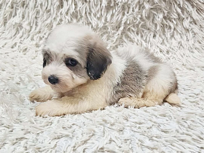 Havanese puppy for sale