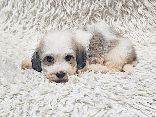 Havanese puppy for sale