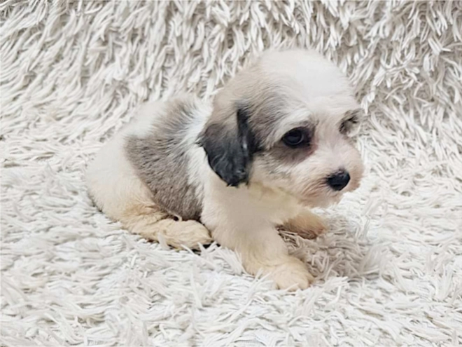 Havanese puppy for sale
