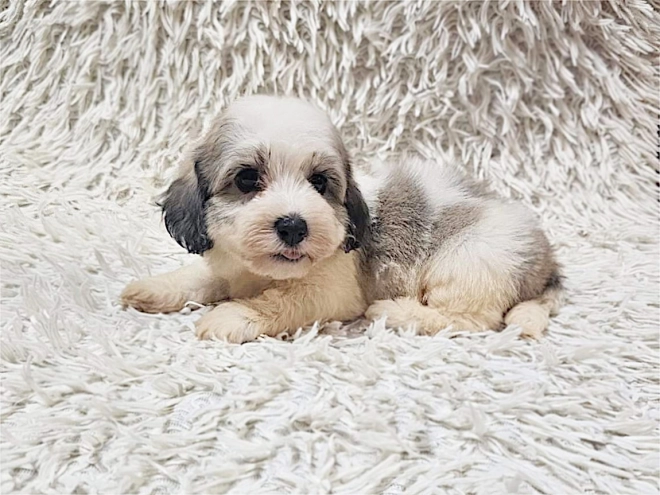 Havanese puppy for sale