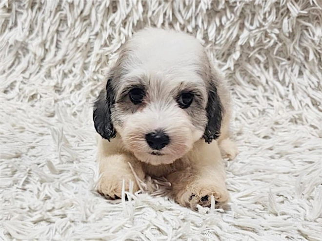Havanese puppy for sale