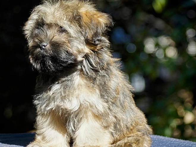Havanese puppy for sale