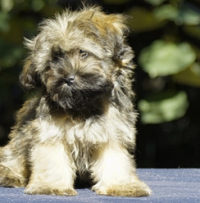 Havanese puppy for sale