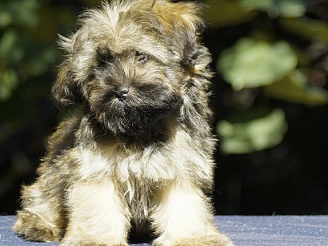 Havanese puppy for sale