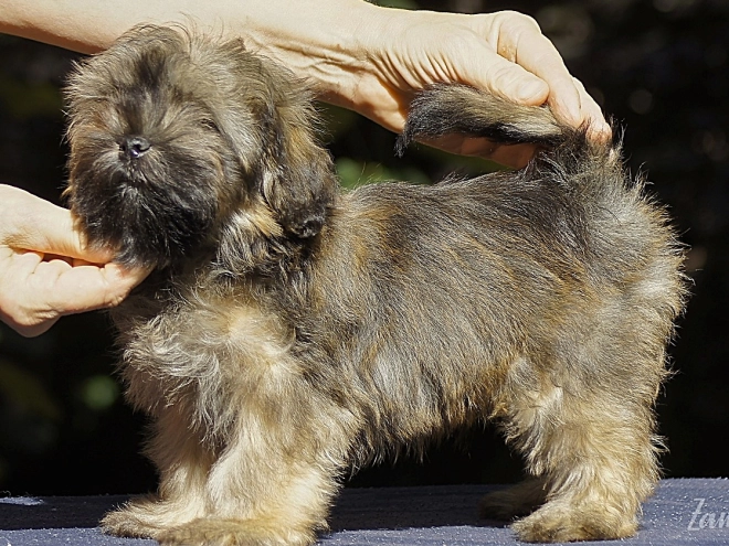 Havanese puppy for sale