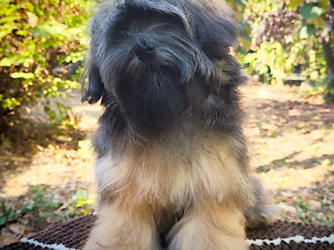 Havanese puppy for sale