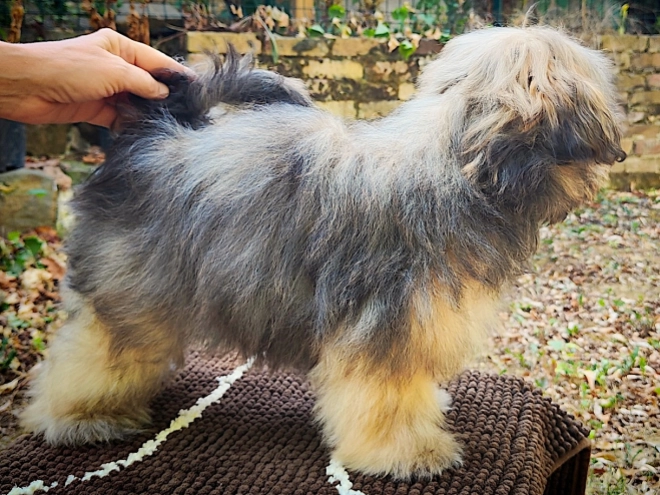 Havanese puppy for sale