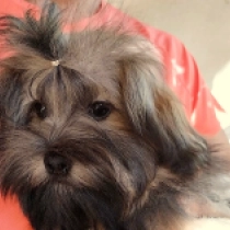 Diego, sable Havanese for sale