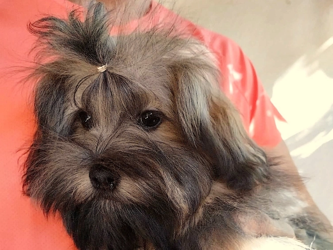 Havanese puppy for sale
