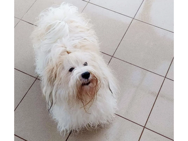 Havanese puppy for sale