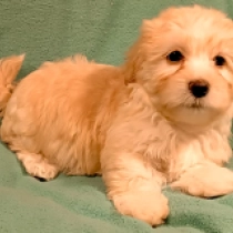 Havanese puppy for sale