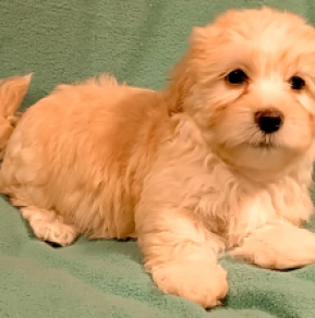 Havanese puppy for sale
