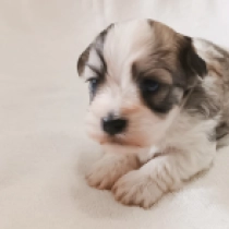 Havanese puppy for sale