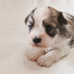 Havanese puppy for sale