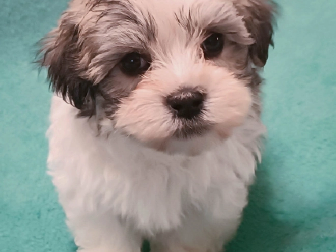 Perros Bichón Habanero en venta